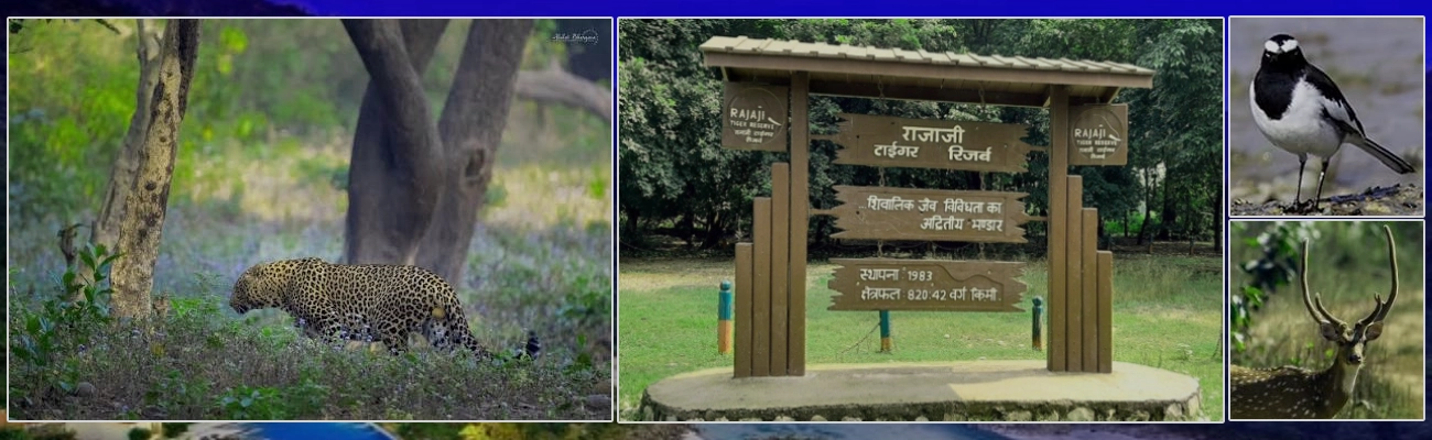 Rajaji National Park, Uttarakhand